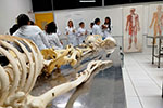 Estudantes de Enfermagem vivenciam a importância da Anatomia e da Osteologia em prática de laboratório